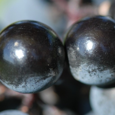 Cabernet Mitos Beeren 1